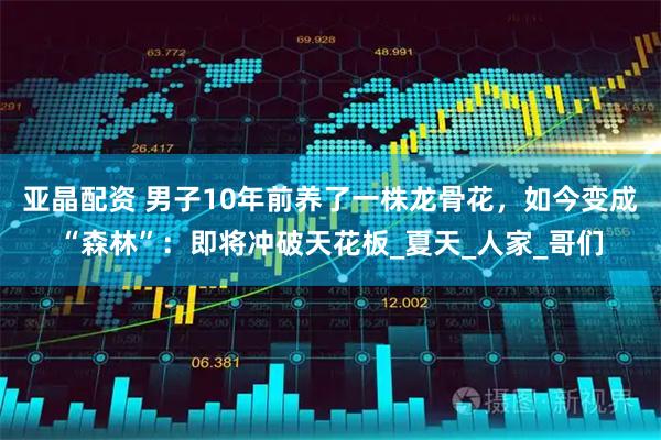 亚晶配资 男子10年前养了一株龙骨花，如今变成“森林”：即将冲破天花板_夏天_人家_哥们