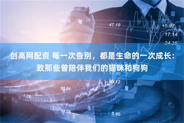 创高网配资 每一次告别，都是生命的一次成长：致那些曾陪伴我们的猫咪和狗狗